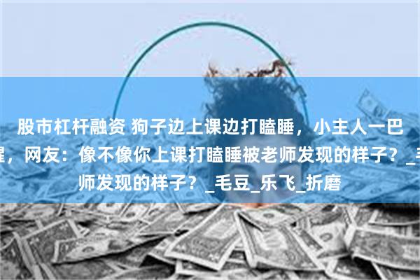 股市杠杆融资 狗子边上课边打瞌睡，小主人一巴掌过来瞬间清醒，网友：像不像你上课打瞌睡被老师发现的样子？_毛豆_乐飞_折磨